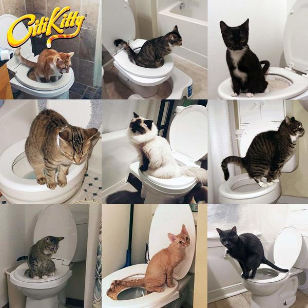 CitiKitty Cat Toilet Training Kit How to use
