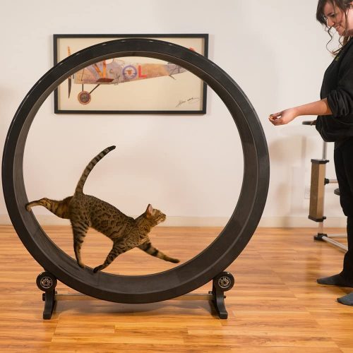 One Fast Cat Exercise Wheel