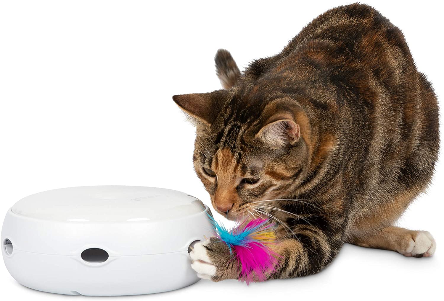 Cat is playing with PetFusion Ambush electronic rotating feather toy