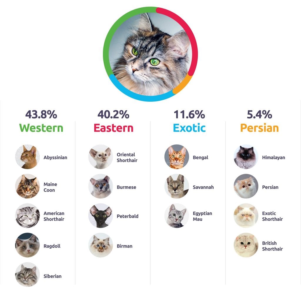 Breed report by Basepaws cat DNA kit.