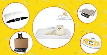 Best scales for cats