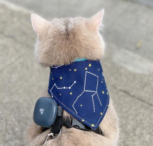 Cat with Findster Duo+ GPS collar on it