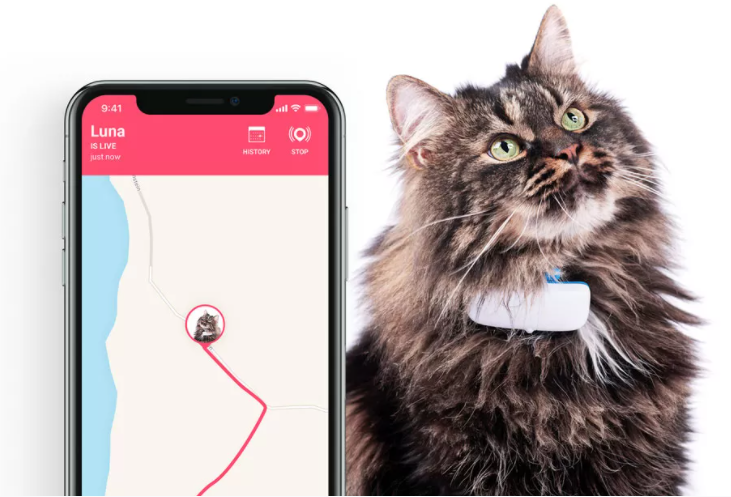 Cat with Tractive GPS collar and his location on the Tractive app