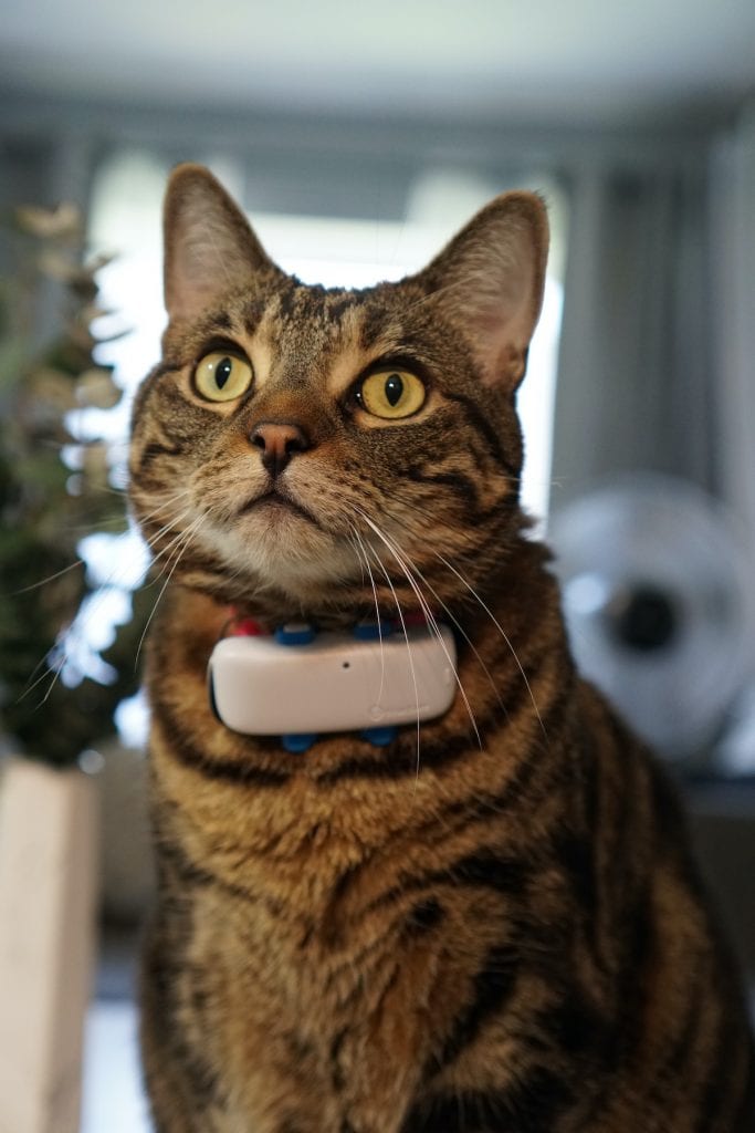 Fiona with Tractive GPS cat tracker