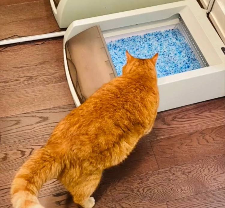 Cat using Petsafe automatic litter box for the first time