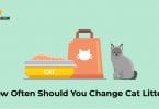 How often should you change cat litter?