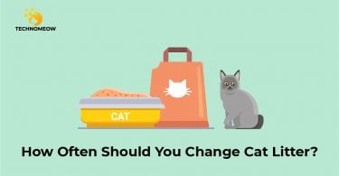 Changing litter box for cats