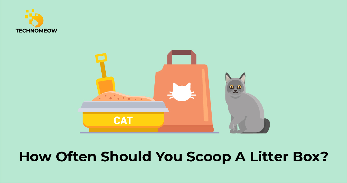 Scooping cat litter box