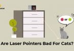 Cat near laser pointer