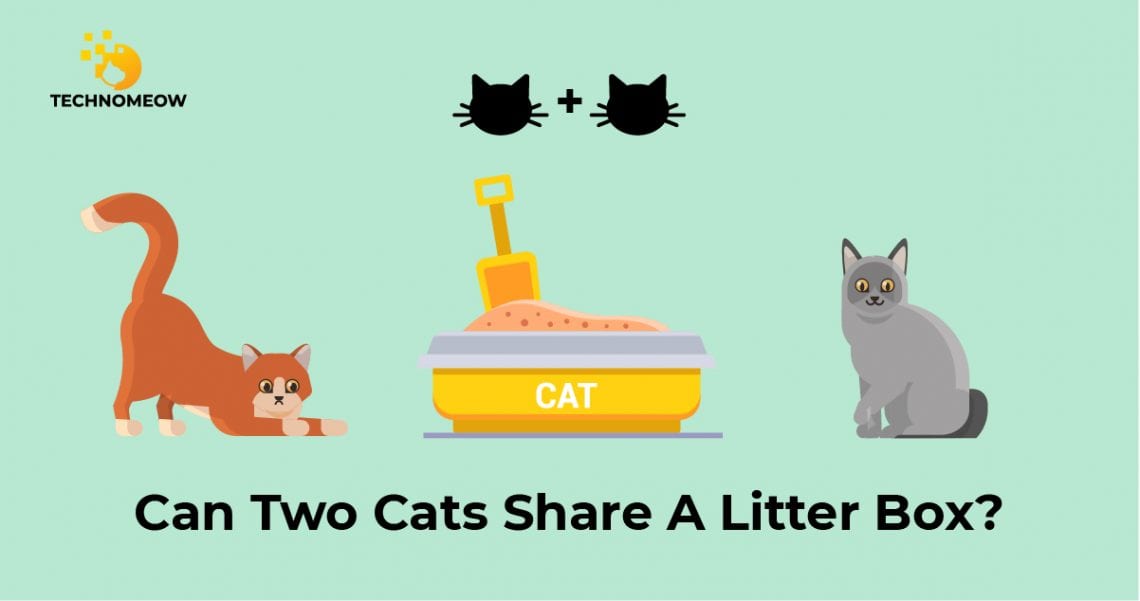 Two cats are trying to share one litter box