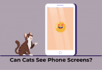 Cat looking at the phone screen