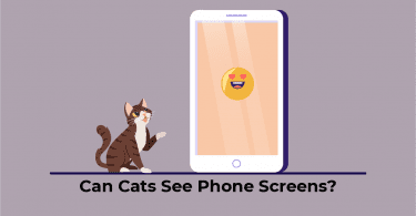 Cat looking at the phone screen