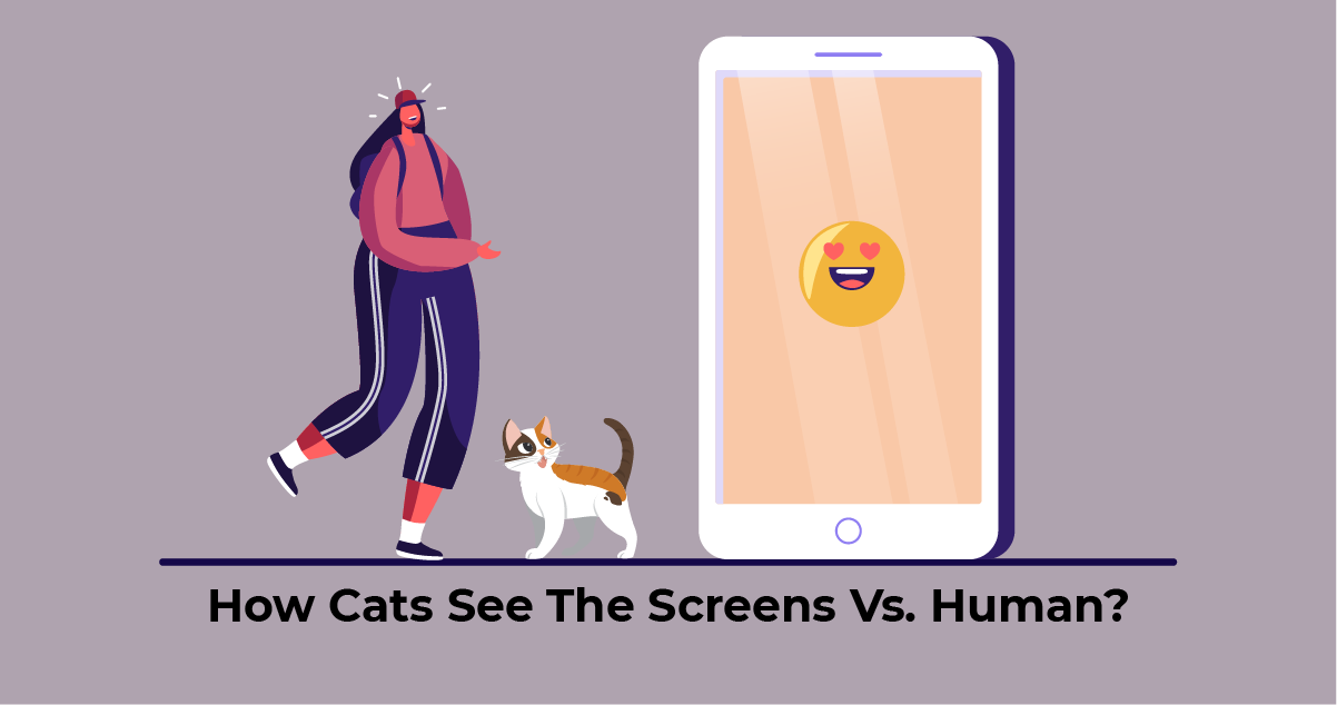 What cats see vs. human