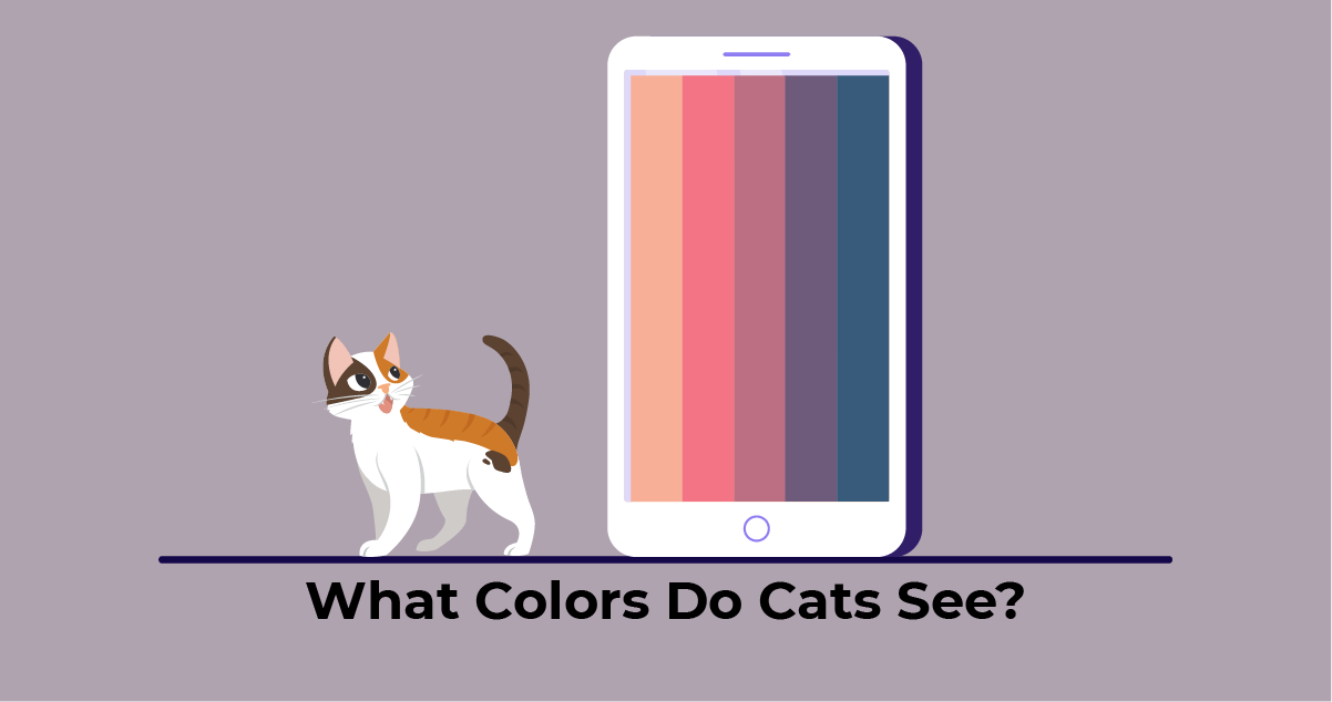 Colors that cats can see on the phone