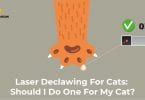 Laser declawing for cats: good or bad?