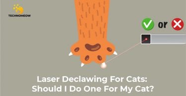 Laser declawing for cats: good or bad?