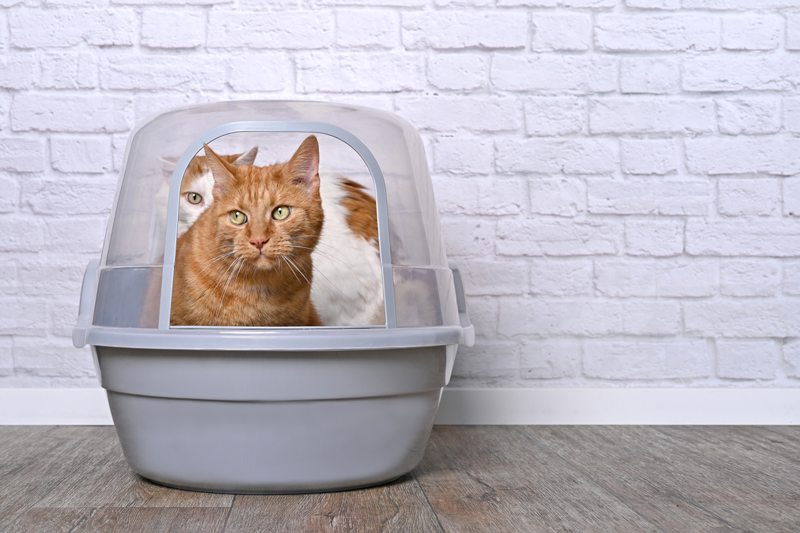 Can Two Cats Share a Litter Box? 