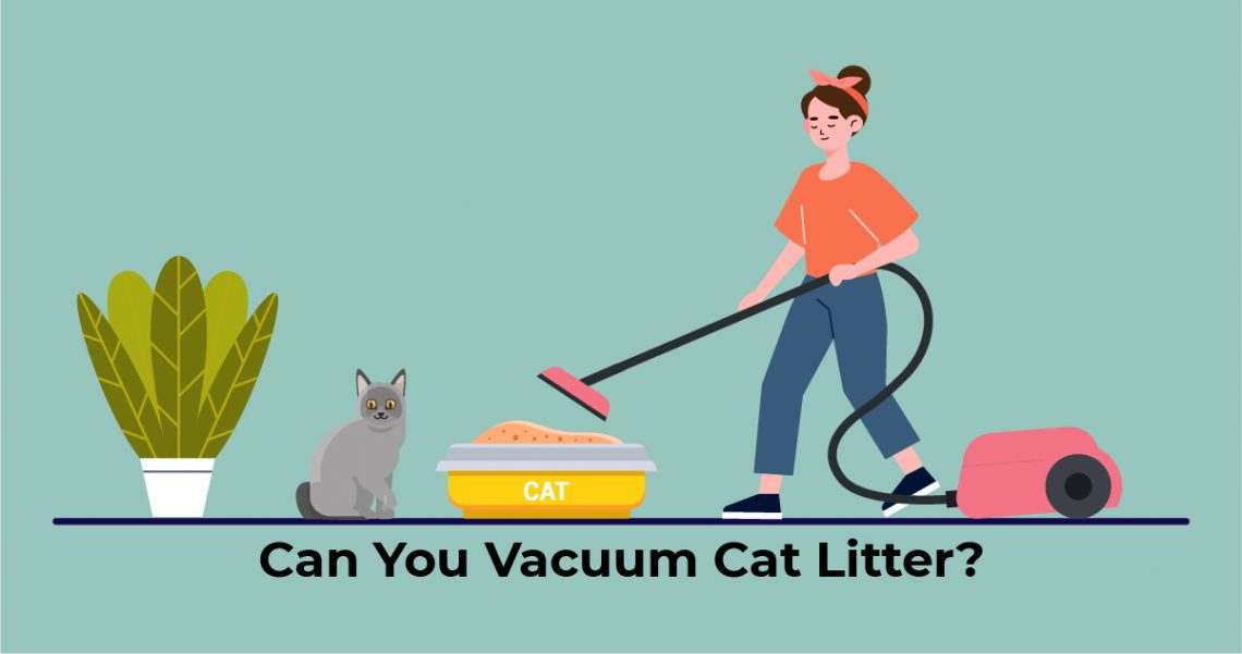 Vacuuming cat litter