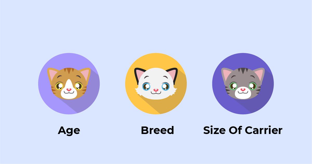 Airline requirement for flying with cats: age, breed, size