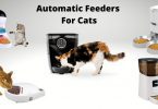 Some of the best cat feeders on the list