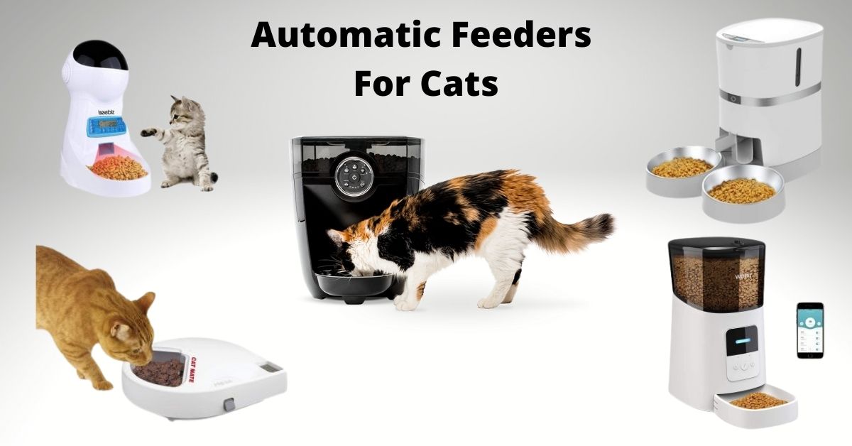 Best Automatic Feeders For Cats in 2024