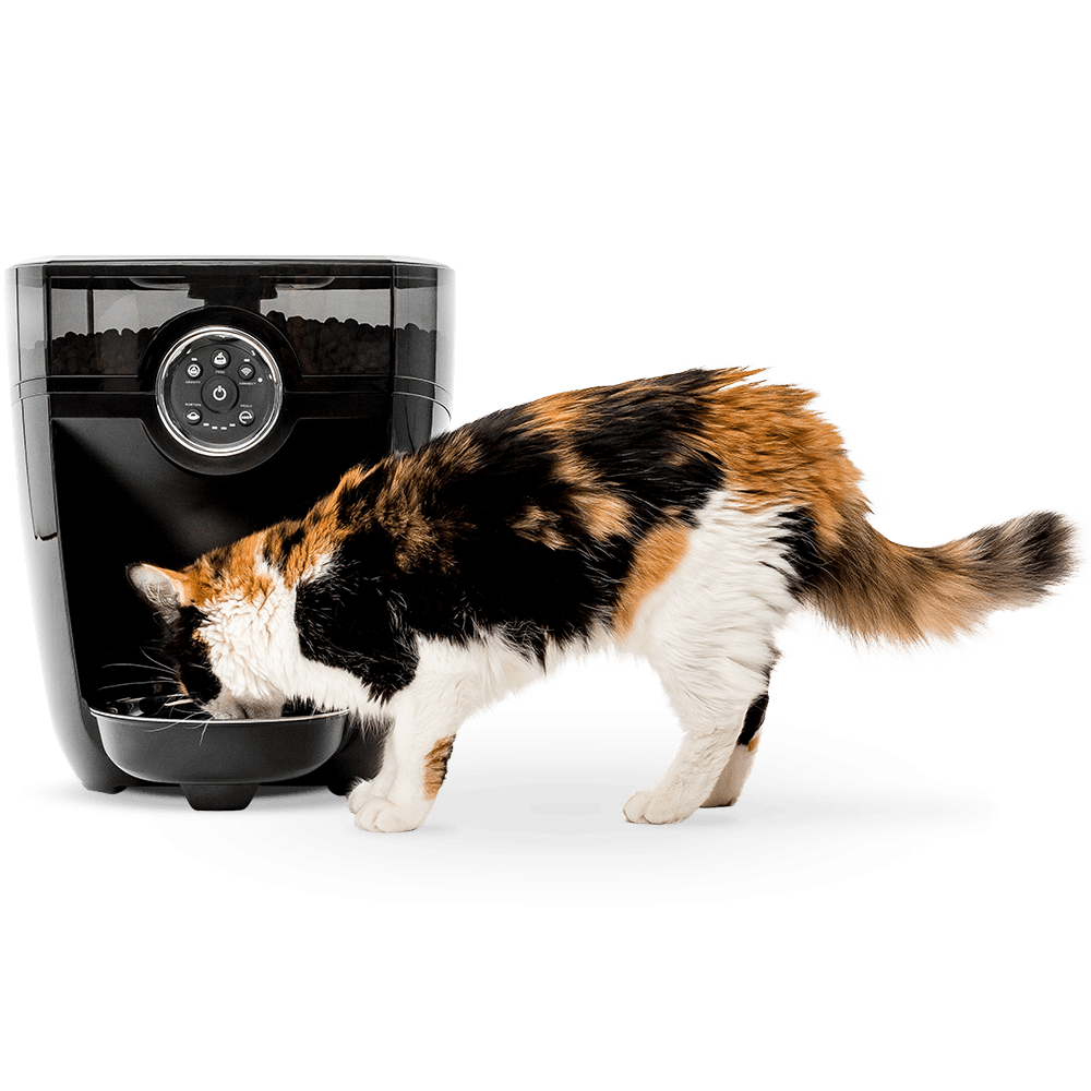Feeder robot cat cat food dispenser