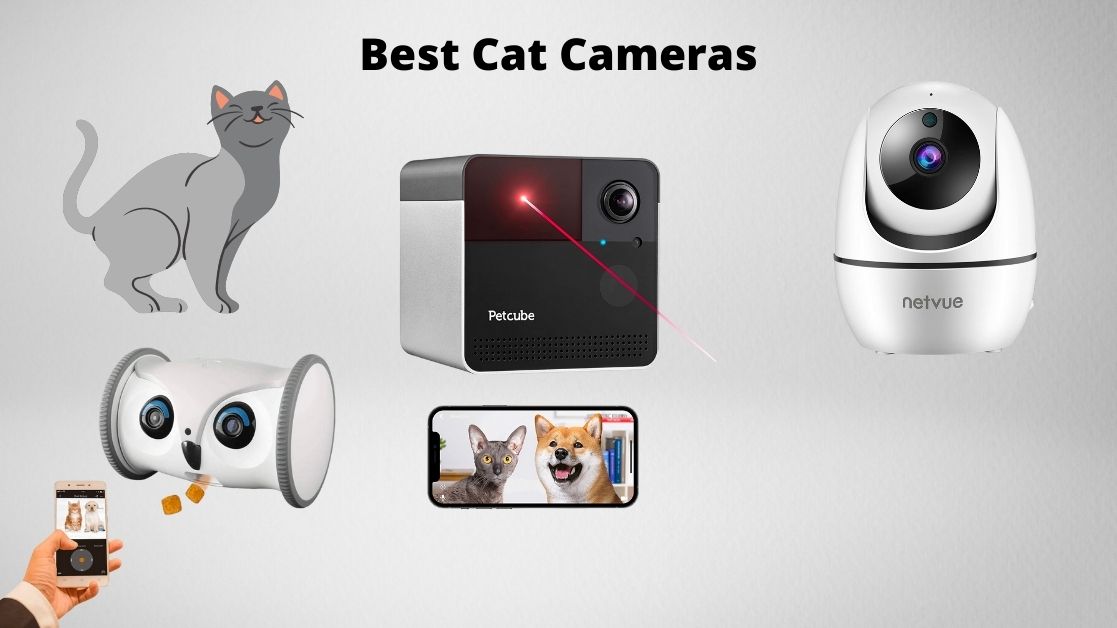 Various cat cameras