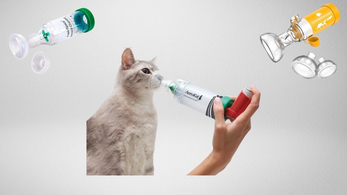 Some of the best cat inhalers