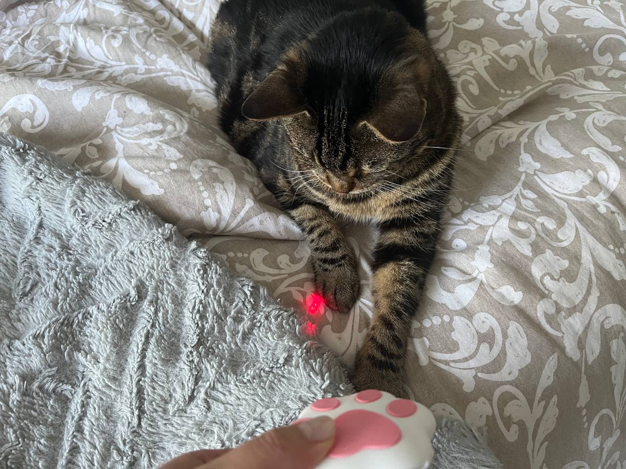 My cat is interacted with electronic laser toy from Smarty Pear