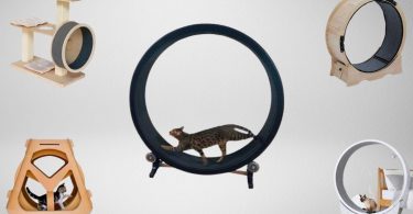 Some of the best cat exercise wheels