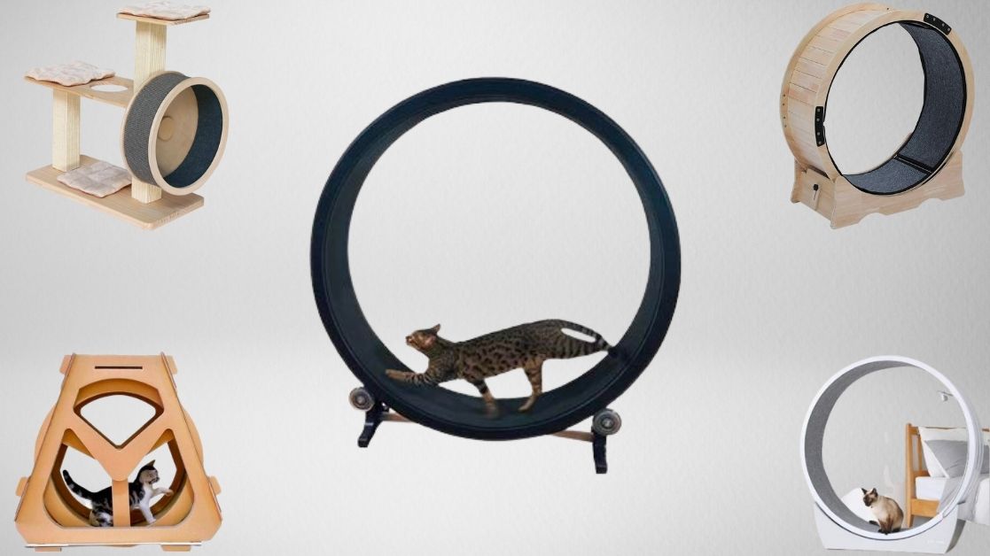 Some of the best cat exercise wheels