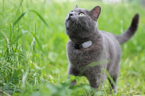Outdoor cat with TabCat GPS collar