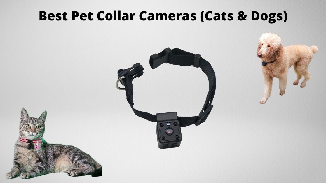Best cat collar cameras featured image