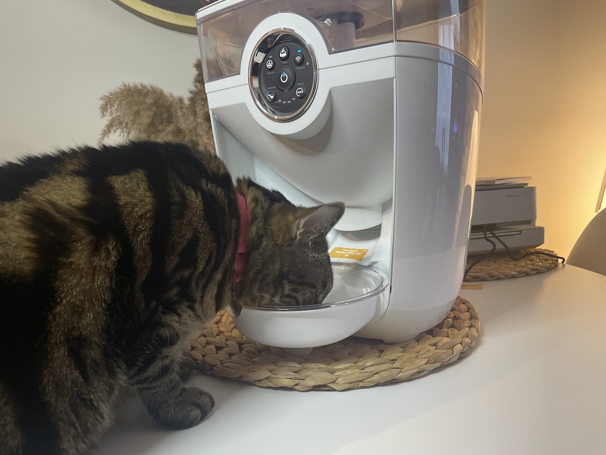 Cat is eating a scheduled meal from Feeder Robot