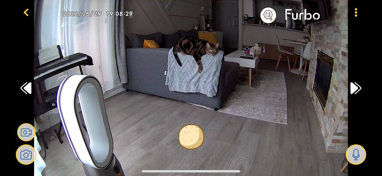 Furbo camera screenshot with my cat