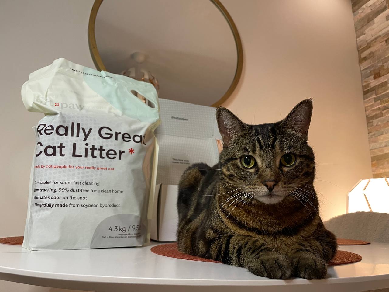 My cat posing near Really Great Cat Litter from Tuft + Paw