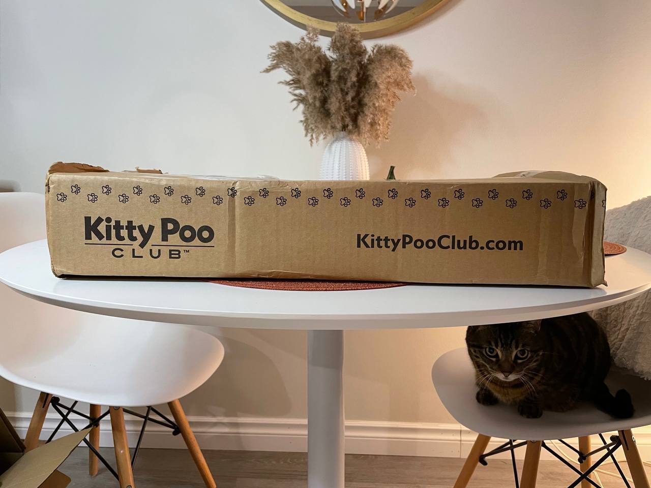 Kitty Poo Club litter box received in the cardboard
