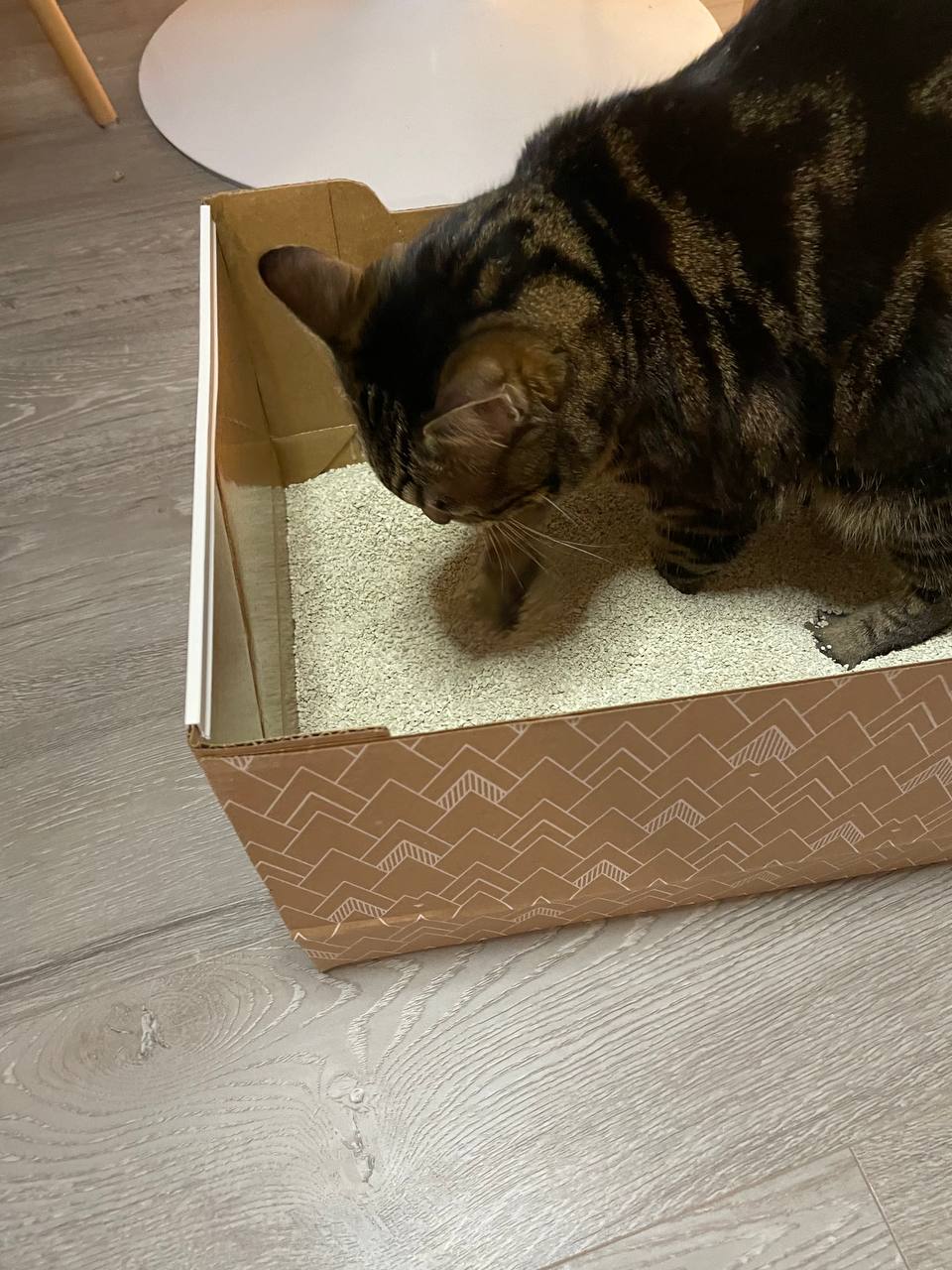 My cat is cleaning her pee in Kitty Poo Club litter box
