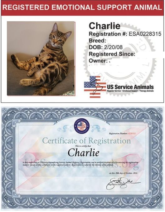My cat's certificate as an emotional support animal