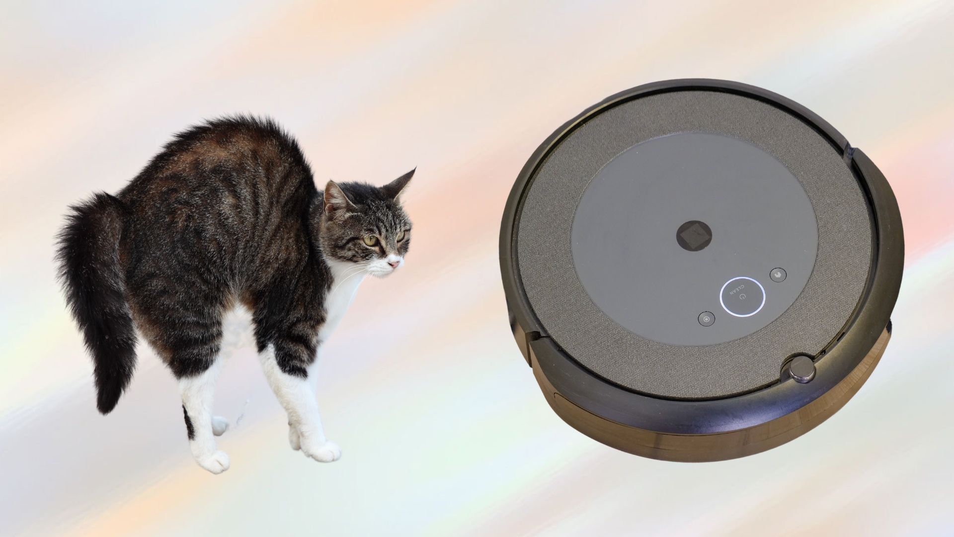 Cats and Are Cats Afraid of Robot Vacuums? TechnoMEOW