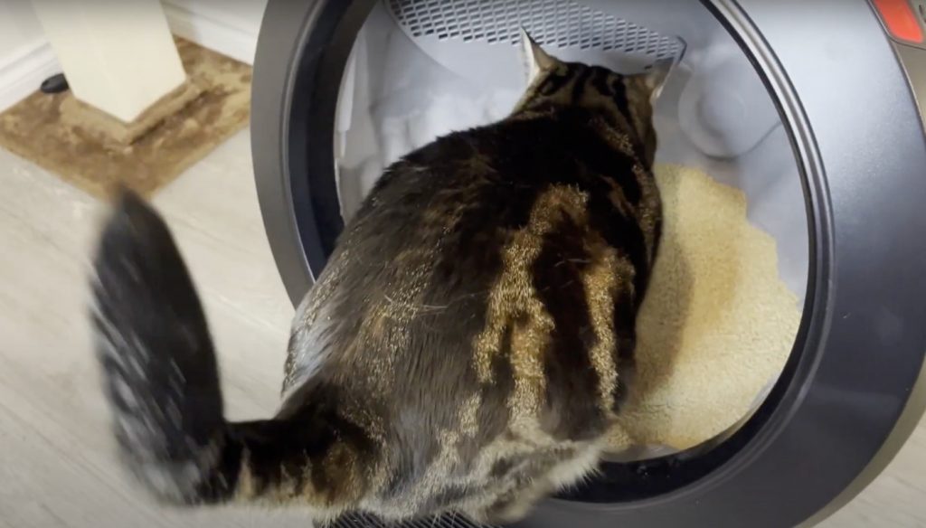 My cat is using litter robot 4