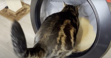 My cat is using litter robot 4