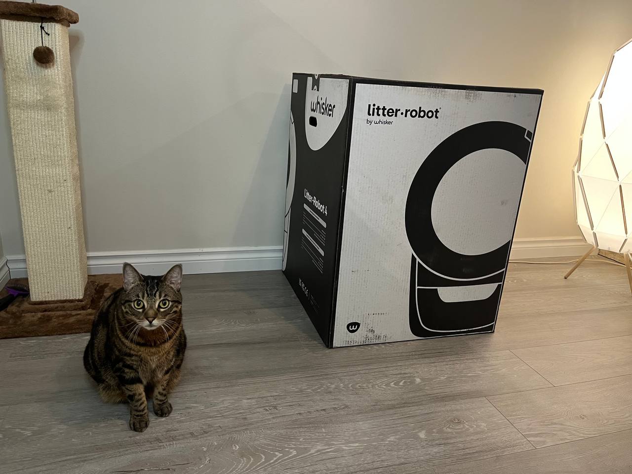 My cat and Litter Robot 4 box