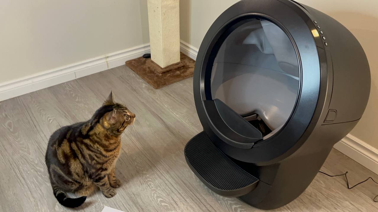 My cat is trying to use Litter Robot 4 for the first time