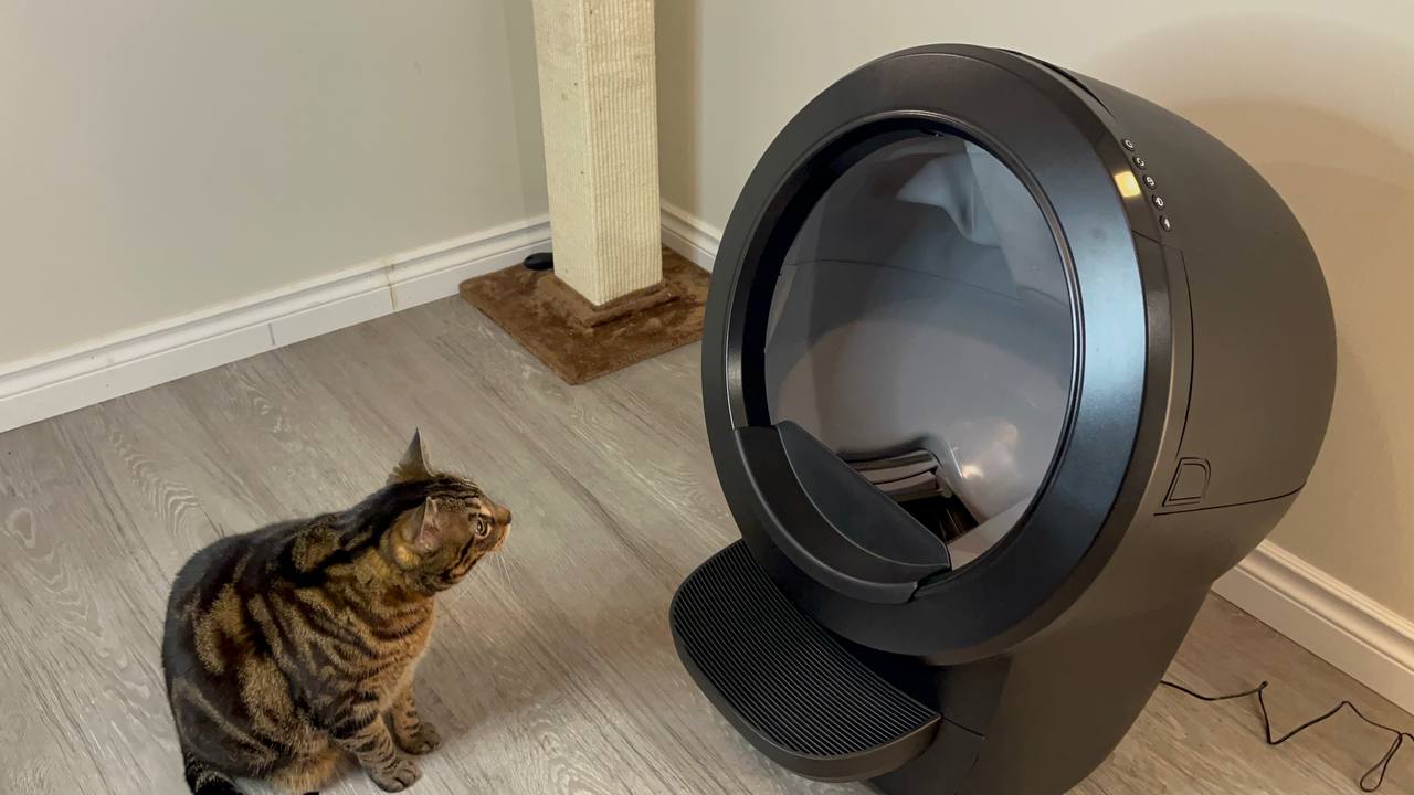 My cat is curious a about Litter Robot 4 cleaning cycle