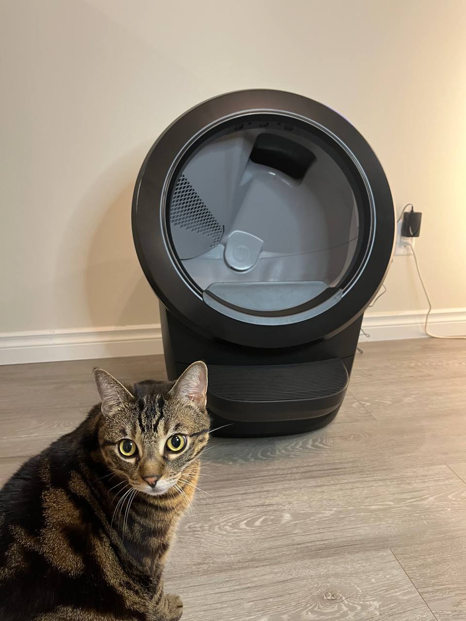 My large cat is exploring Litter Robot 4