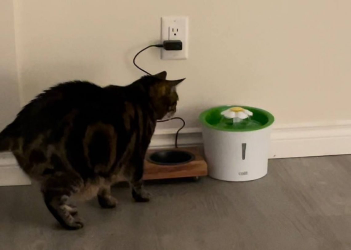 My cat is scared to use cat water fountain