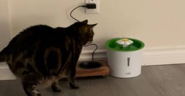 My cat is scared to use cat water fountain