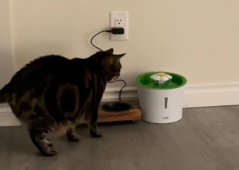 Picture of How Can I Train My Cat Drink From Water Fountains | TechnoMEOW