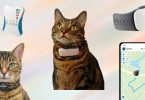 Best cat GPS trackers in 2023